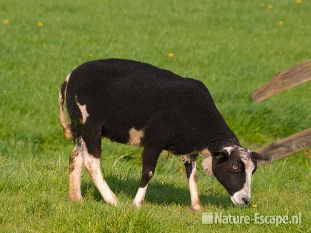 Schaap Busch en Dam 1