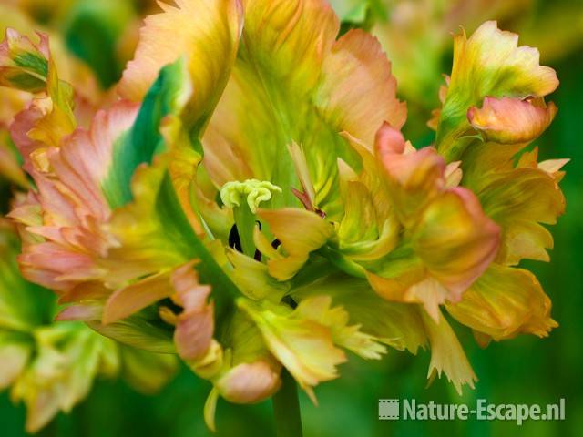 Tulp, parkiettulp 'Exotic Wave' Keukenhof 1