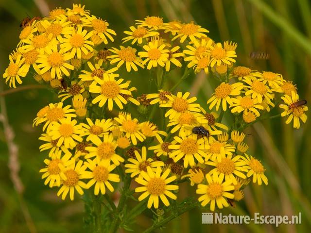 Jacobskruiskruid, bloemen Zwanenwater 1