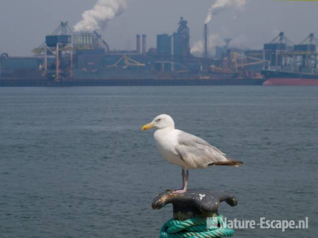 Zilvermeeuw met Corus op de achtergrond IJmuiden 1