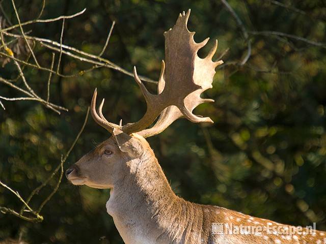 Damhert, male AWD2