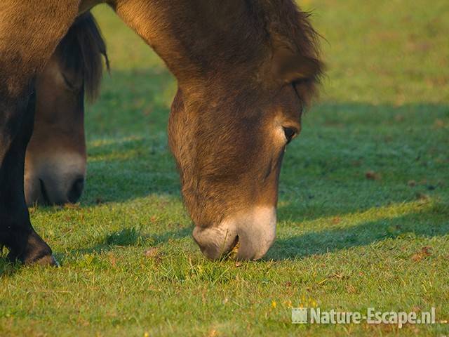 Exmoor pony's, grazend  NHD Heemskerk1