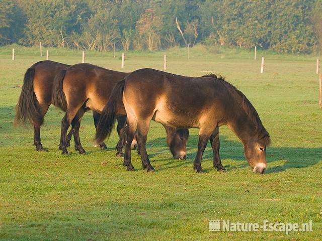 Exmoor pony's NHD Heemskerk1