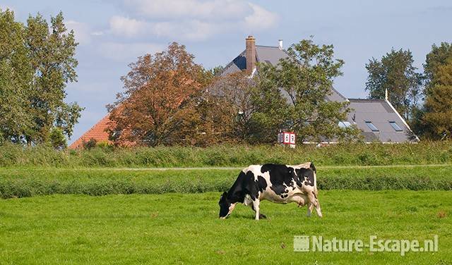 Koe voor boerderij Zwmp1