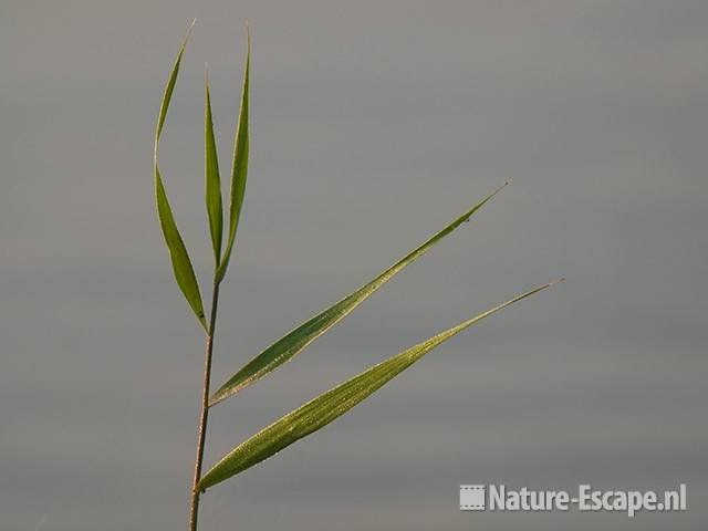 Riet, verstild 't Wed NPZK