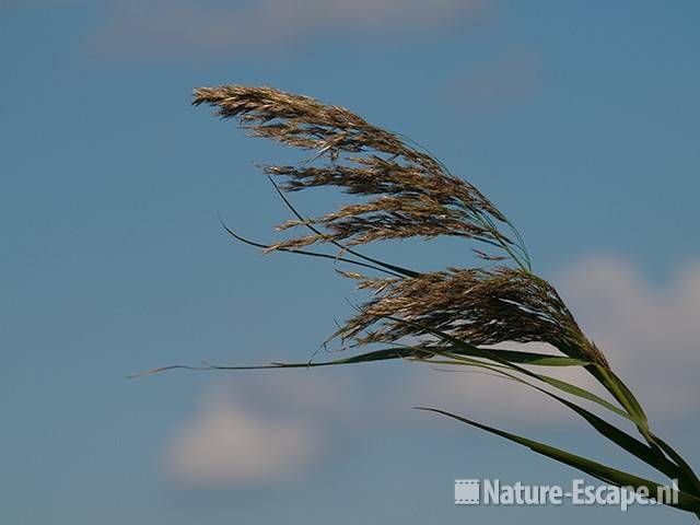 Rietpluim, wuivend in de wind Zwmp1