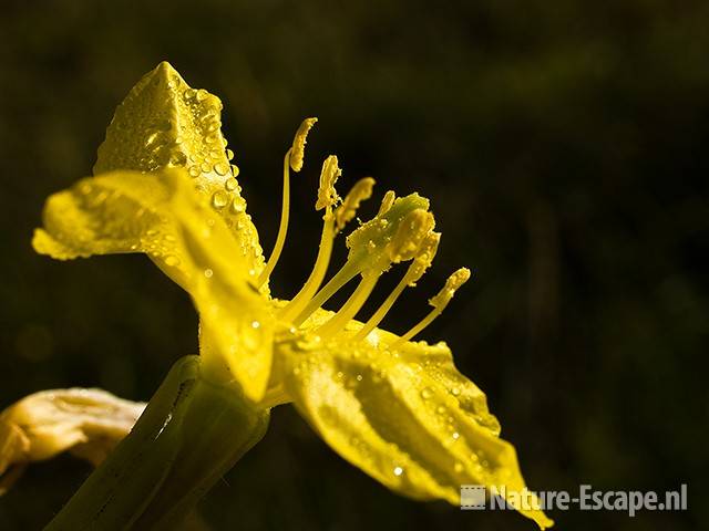 Teunisbloem NHD Castricum 2