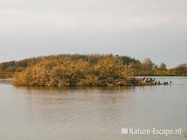 Aalscholverkolonie in de herfst Hijm NHD Castricum 1