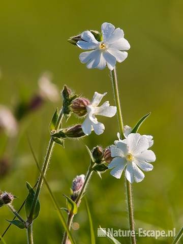 Avondkoekoeksbloem NHD Castricum 7