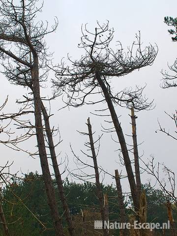 Dennen, dode bomen Zww1