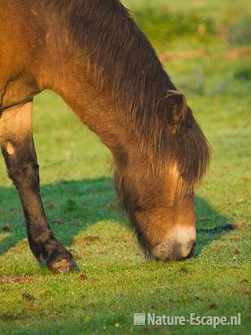 Exmoor pony, grazend  NHD Heemskerk 4