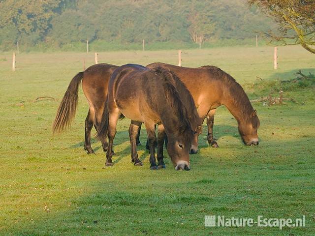 Exmoor pony's NHD Heemskerk 3