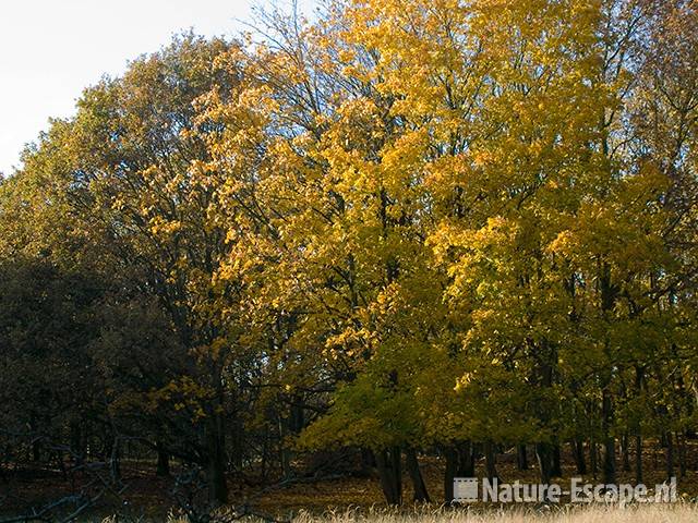 Herfstbos AWD1