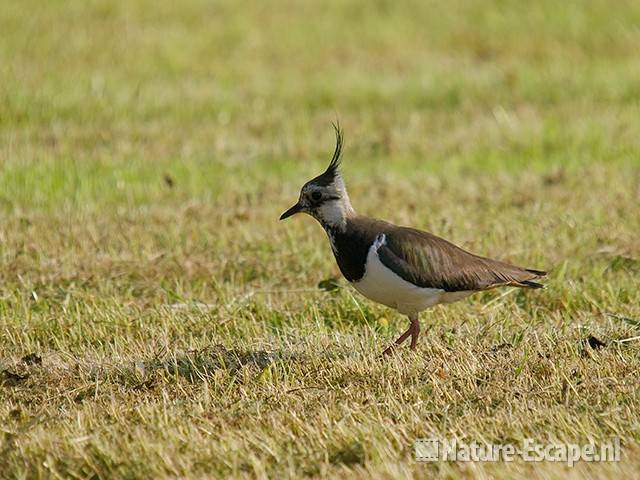 Kievit Castricummerpolder 1