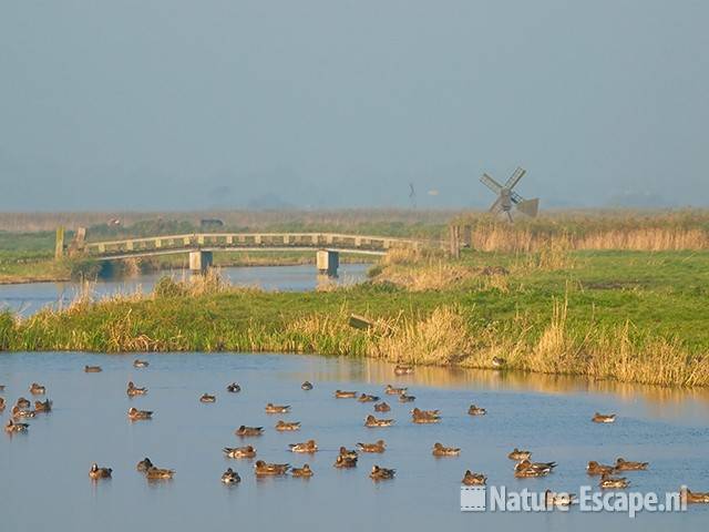 Smienten in de Krommenieër Woudpolder 2