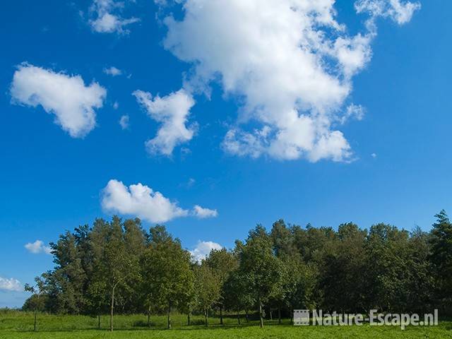 Wolken boven bomen Zwmp2