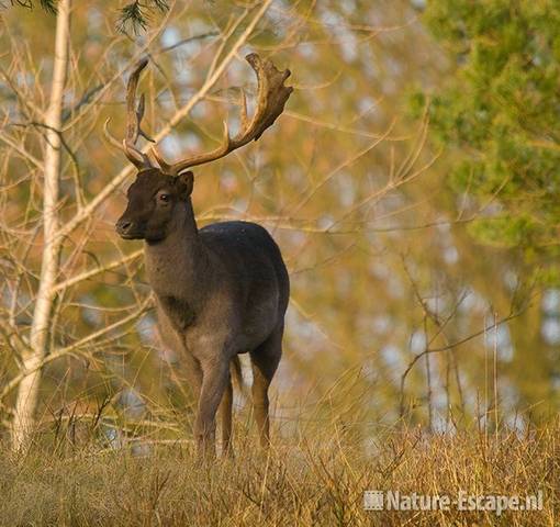 Damhert, bok, donkere vorm AWD3 240901