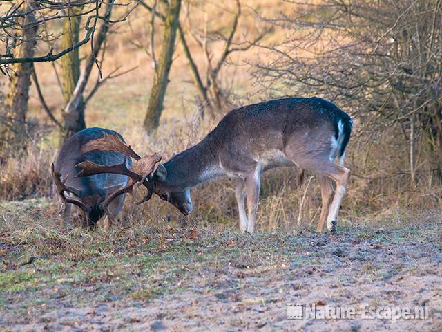 Damherten, bokken, vechtend AWD1 240109