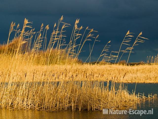 Riet in winterlicht NHD Castricum 3 121208