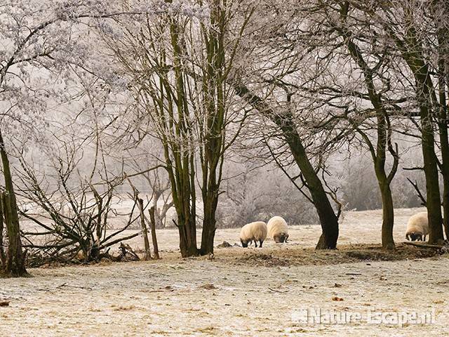 Scottish Blackfaces, grazend in winterlandschap NHD Heemskerk 1 311208