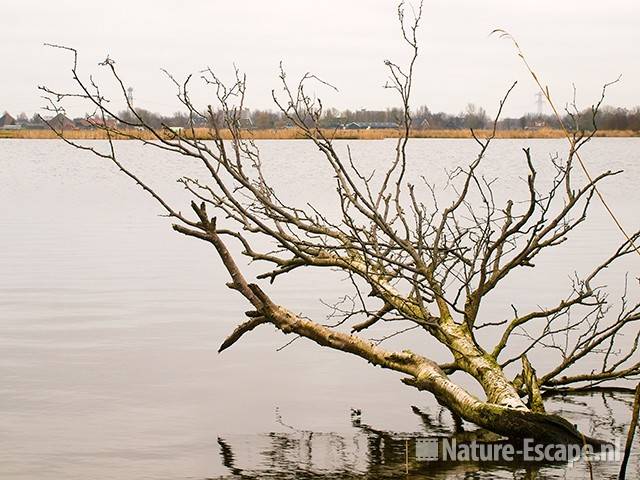 Berk, dood en omgevallen boven water van Ham en Crommenije 1 200209