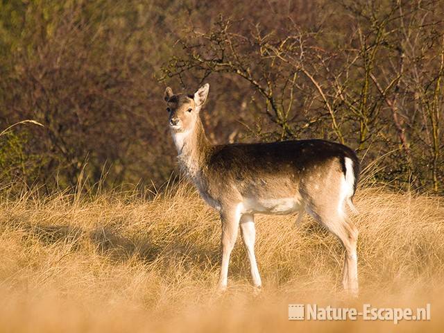 Damhert, jonge bok AWD1 070309