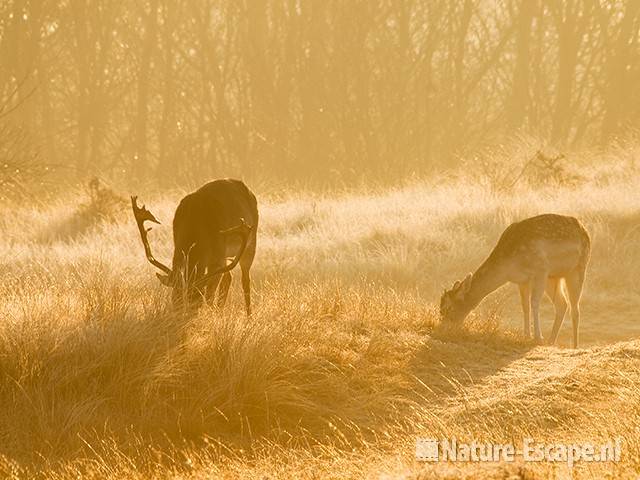 Damherten, foeragerend in tegenlicht AWD1 070309