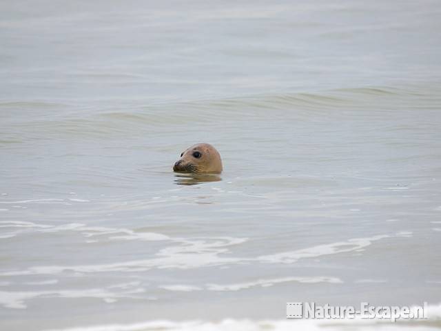 Gewone zeehond in zee bij de Kerf Schoorl 2 180209