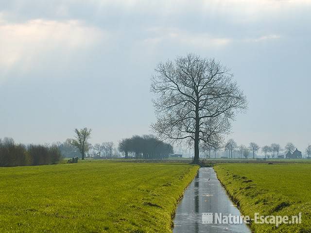 Boom in polder Achthoven 1 100409