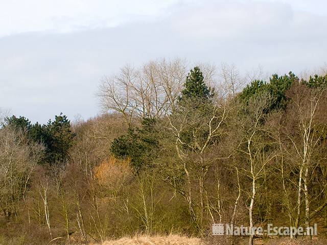 De bomen en het bos AWD1 070309