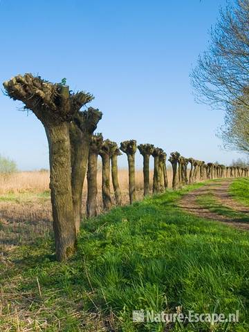 Knotwilgen, geknotte wilgen Zouweboezem 2 100409