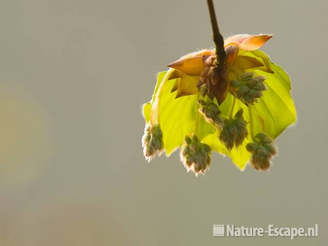 Beuk, jong blad en bloemknoppen AWD1 130409