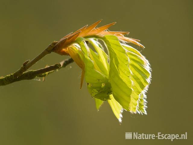 Beuk, uitlopende knop, jong blad, aangevreten AWD1 300409