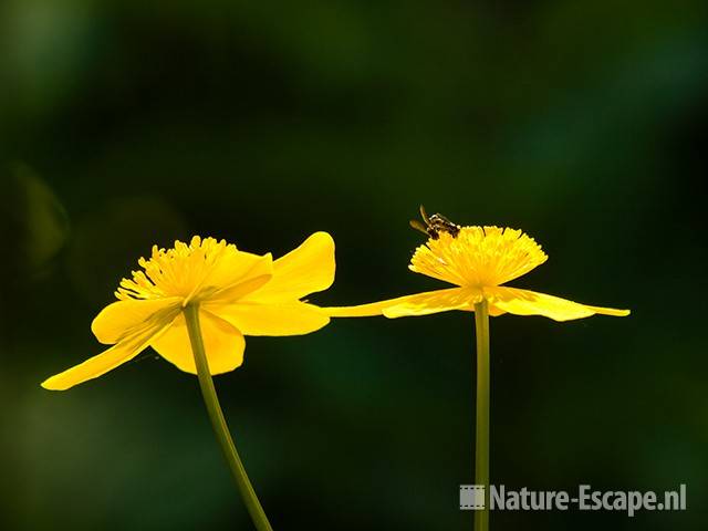 Dotterbloem, Zwanenwater 2 250409