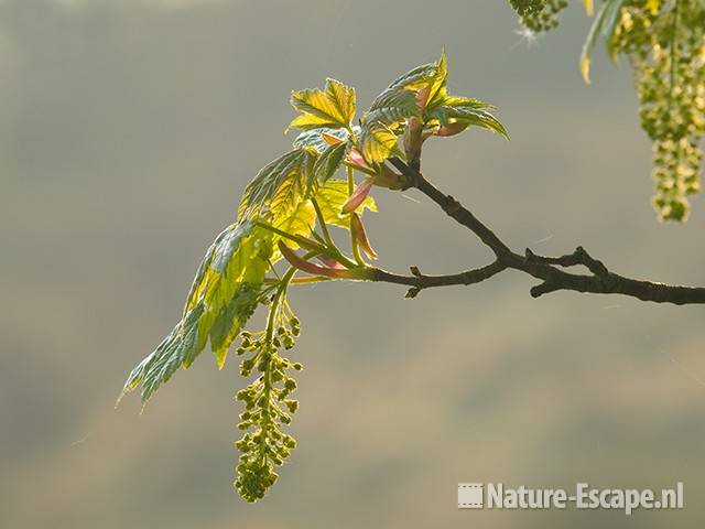 Gewone esdoorn, blad en bloemknoppen, AWD2 300409