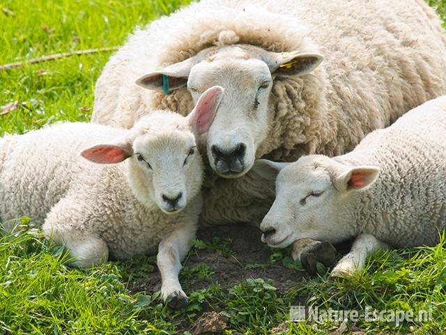 Schaap, ooi met twee lammetjes, Westbroekroute 1 020509