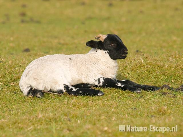 Schaap, Scottish Blackface, lamb, NHD Heemskerk 1 290409