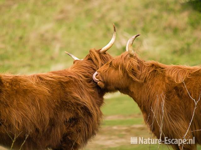 Schotse hooglanders, elkaar likkend, Vogelmeer NPZK1 160509