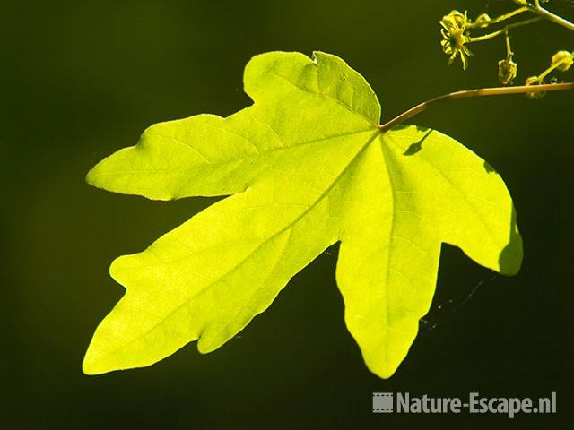 Veldesdoorn, Spaanse aak, blad in zonlicht, AWD1 300409