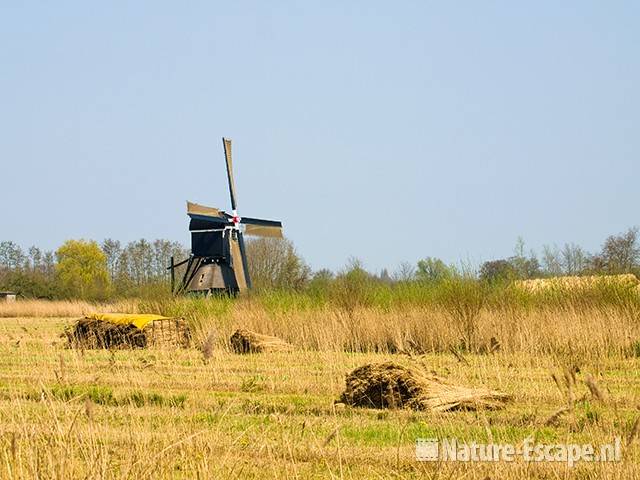 Vlietmolen, bundels gesneden riet, Zouweboezem 3 100409