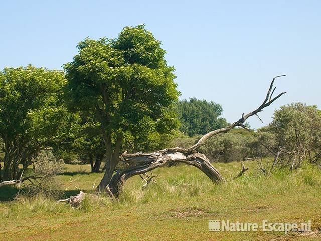 Boom, dode, geknakte boom, AWD1 300509