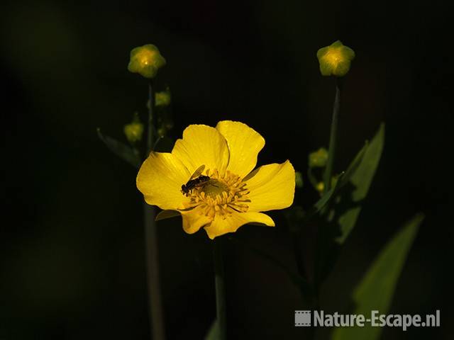 Grote boterbloem, bloem, bloemknoppen, zweefvlieg, Zwanenwater 1 190609