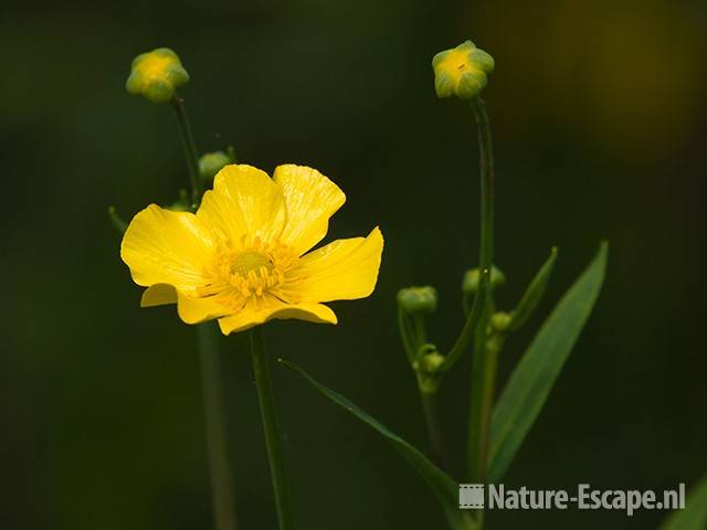 Grote boterbloem, bloem en bloemknoppen, Zwanenwater 1 190609