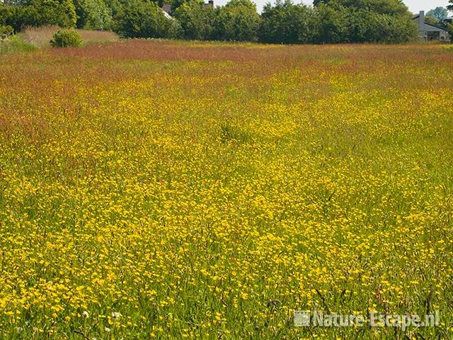 Kruidenrijk, duingrasland, weide, NHD Egmond-Binnen 1 230509