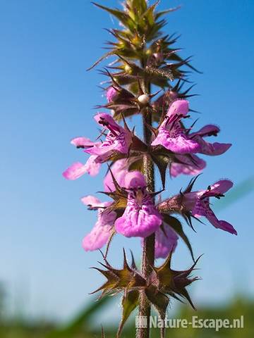 Moerasandoorn, detail bloemen, Guisveld 1 040709