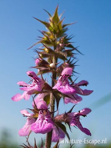 Moerasandoorn, detail bloemen, Guisveld 3 040709