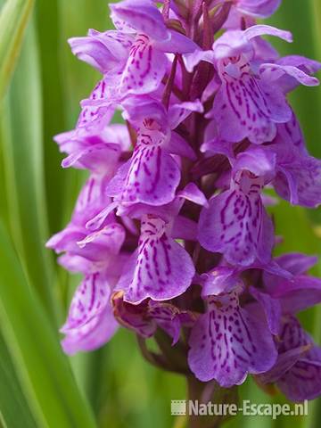 Rietorchis, detail bloemen, Zwanenwater 1 190609