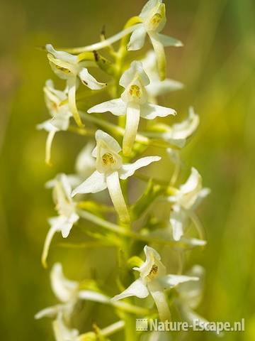 Welriekende nachtorchis, detail bloemen, Zwanenwater 1 190609