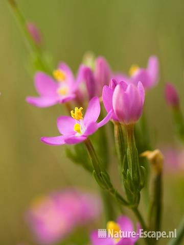 Echt duizendguldenkruid, detail bloemen, AWD1 130709