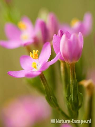 Echt duizendguldenkruid, detail bloemen, AWD2 130709